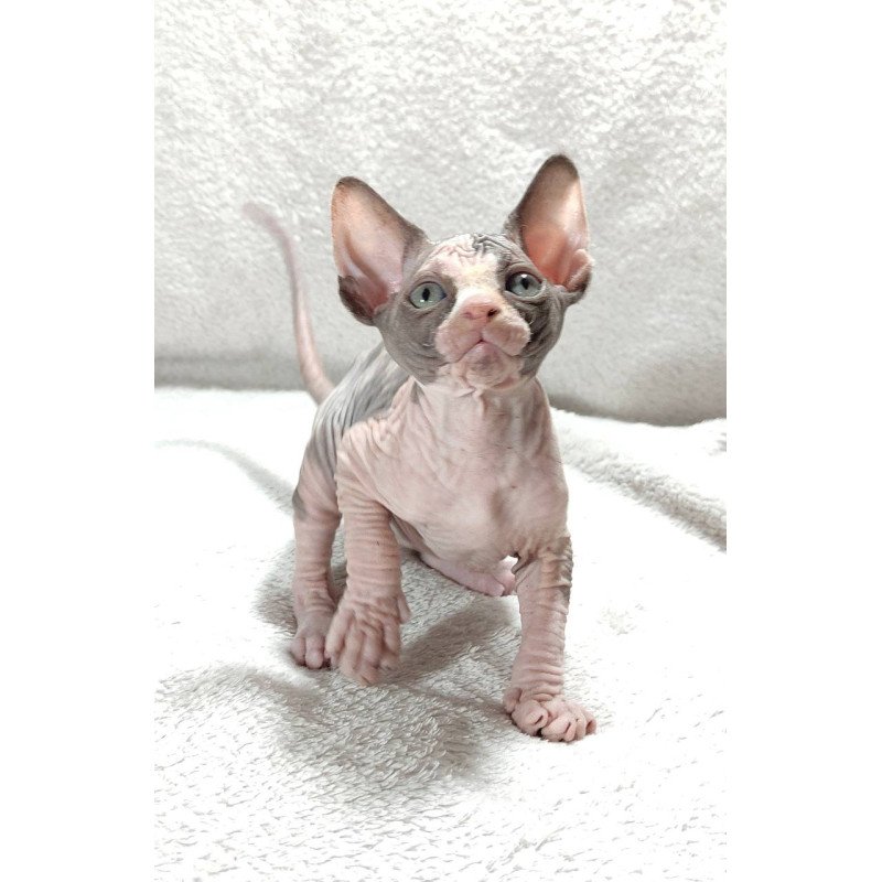 Sphynx DH Afina
