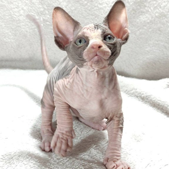 Sphynx DH Afina