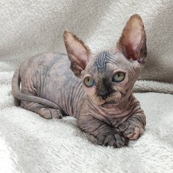 Sphynx DH Lulu