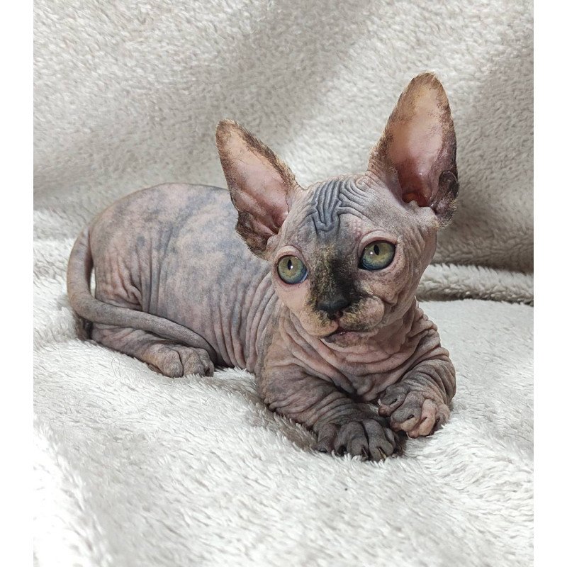 Sphynx DH Lulu