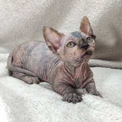 Sphynx DH Lulu