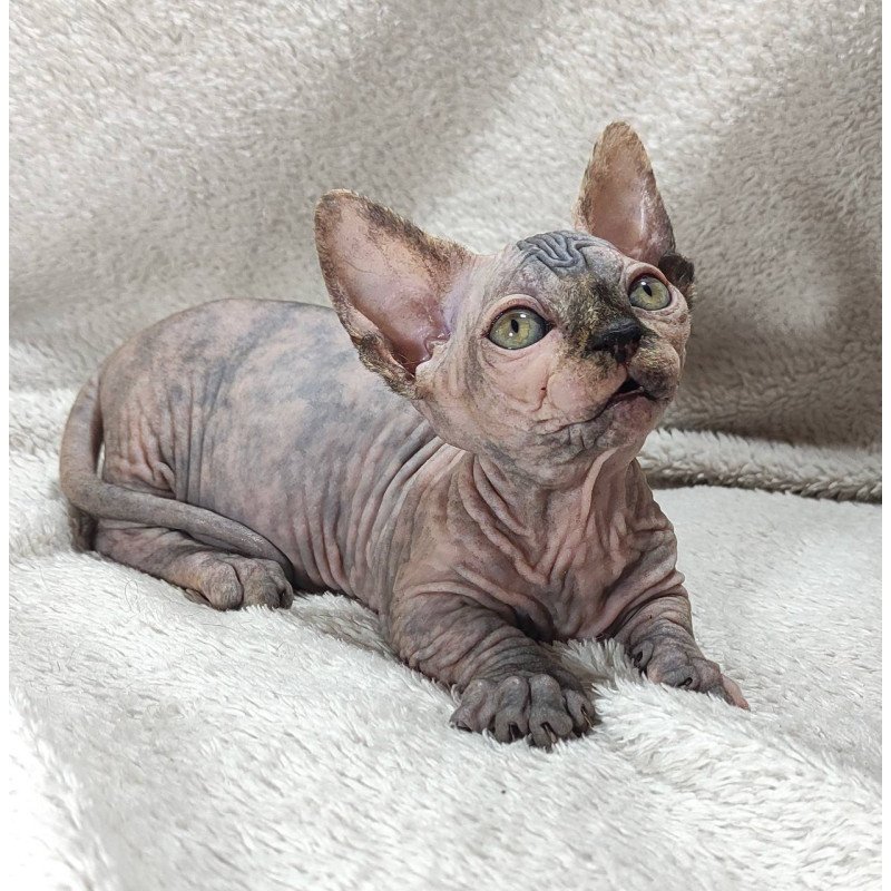Sphynx DH Lulu