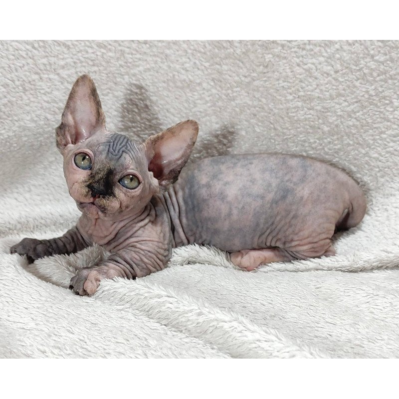 Sphynx DH Lulu