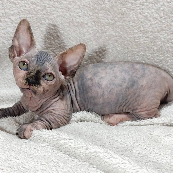 Sphynx DH Lulu