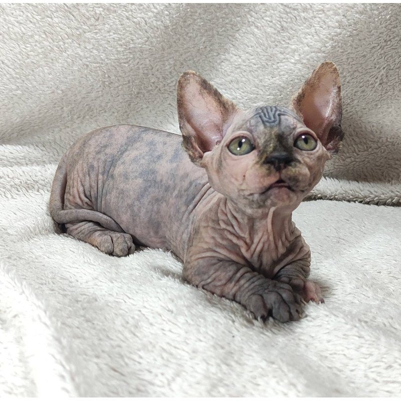 Sphynx DH Lulu