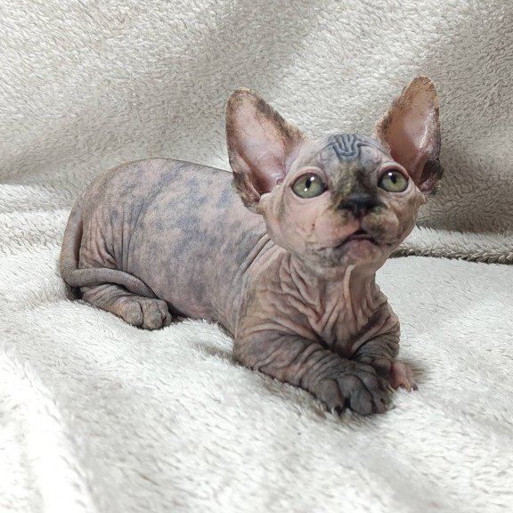 Sphynx DH Lulu