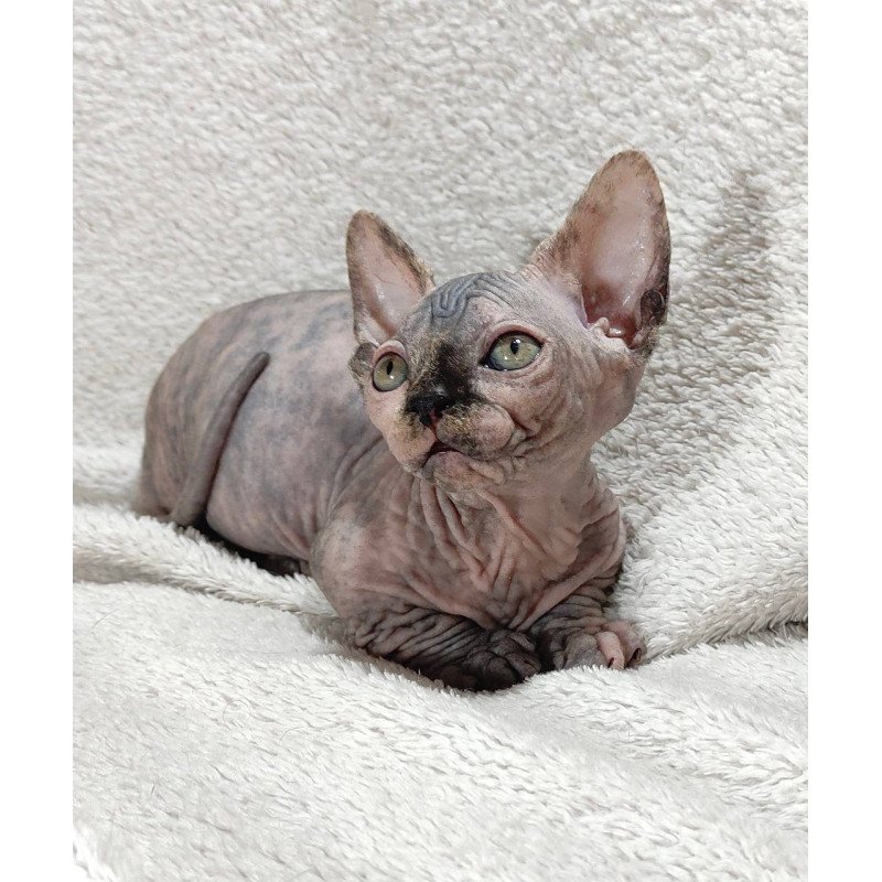 Sphynx DH Lulu