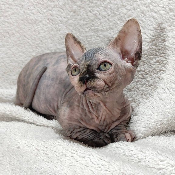 Sphynx DH Lulu