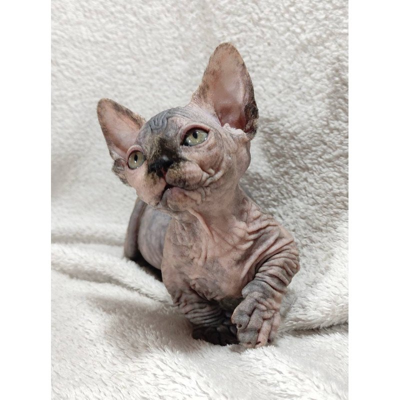 Sphynx DH Lulu