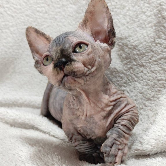 Sphynx DH Lulu