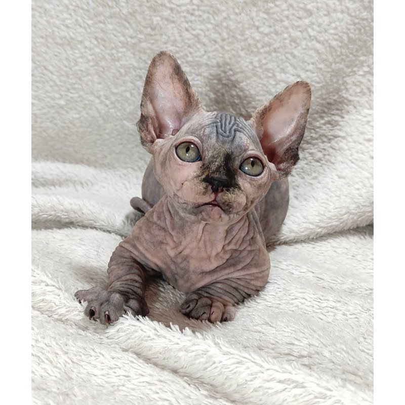 Sphynx DH Lulu