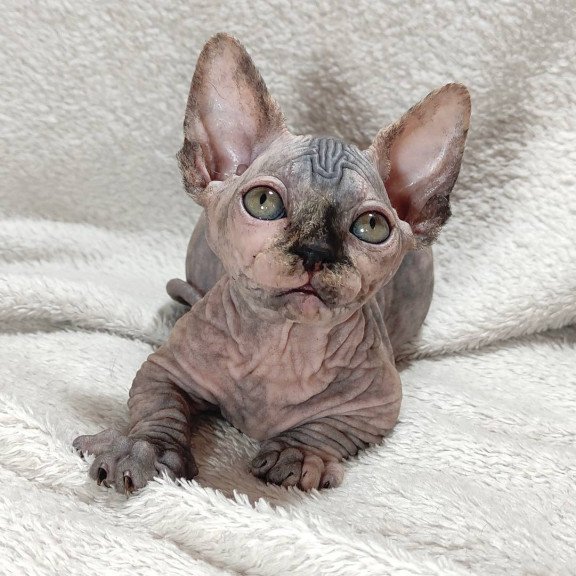 Sphynx DH Lulu