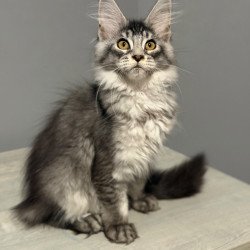 Maine Coon CK Nancy kitten...