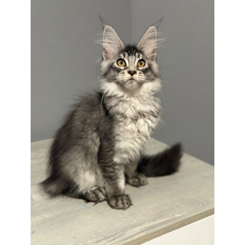 Maine Coon CK Nancy kitten is in USA