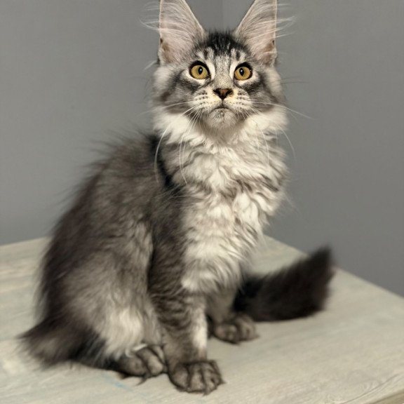 Maine Coon CK Nancy kitten is in USA
