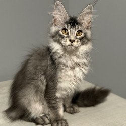 Maine Coon CK Nancy kitten...