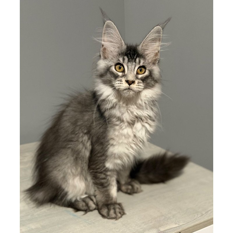 Maine Coon CK Nancy kitten is in USA