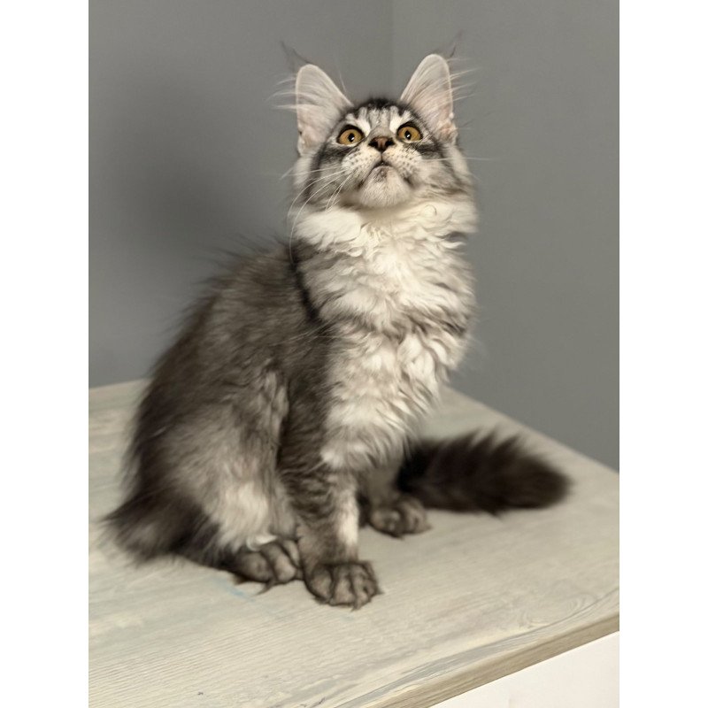 Maine Coon CK Nancy kitten is in USA