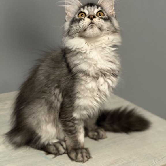 Maine Coon CK Nancy kitten is in USA