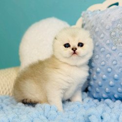 Scottish Fluffy