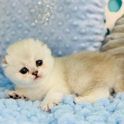 Scottish Fluffy