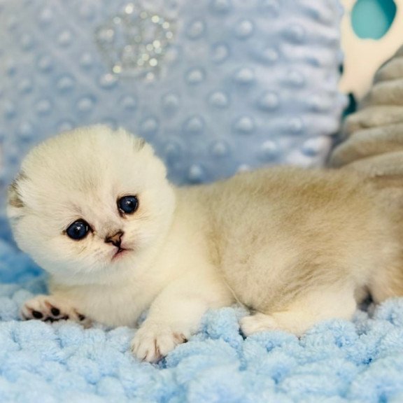 Scottish Fluffy