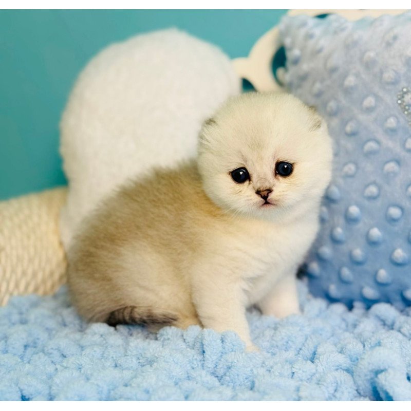 Scottish Fluffy