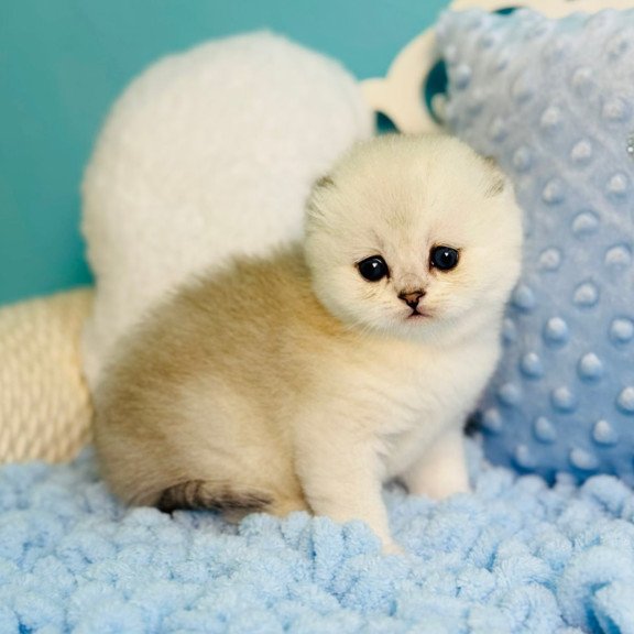 Scottish Fluffy