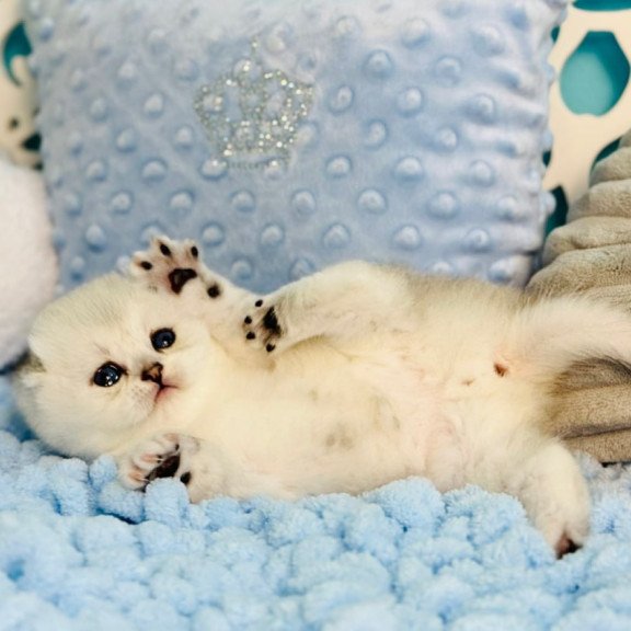 Scottish Fluffy