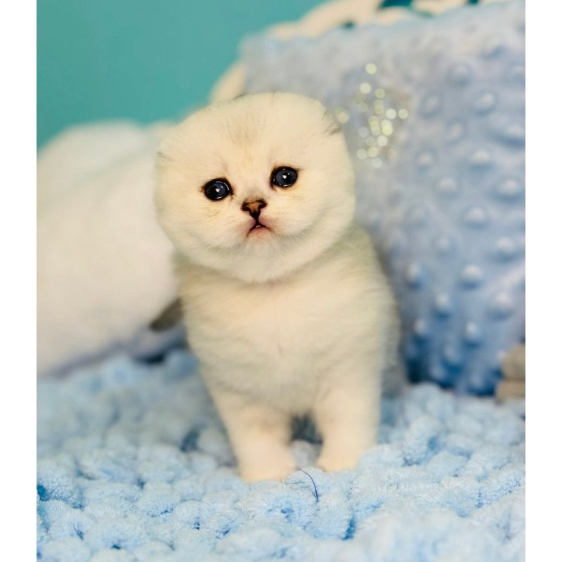 Scottish Fluffy