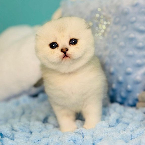 Scottish Fluffy