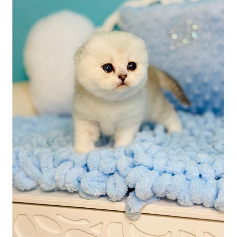 Scottish Fluffy
