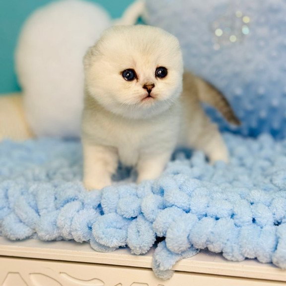 Scottish Fluffy