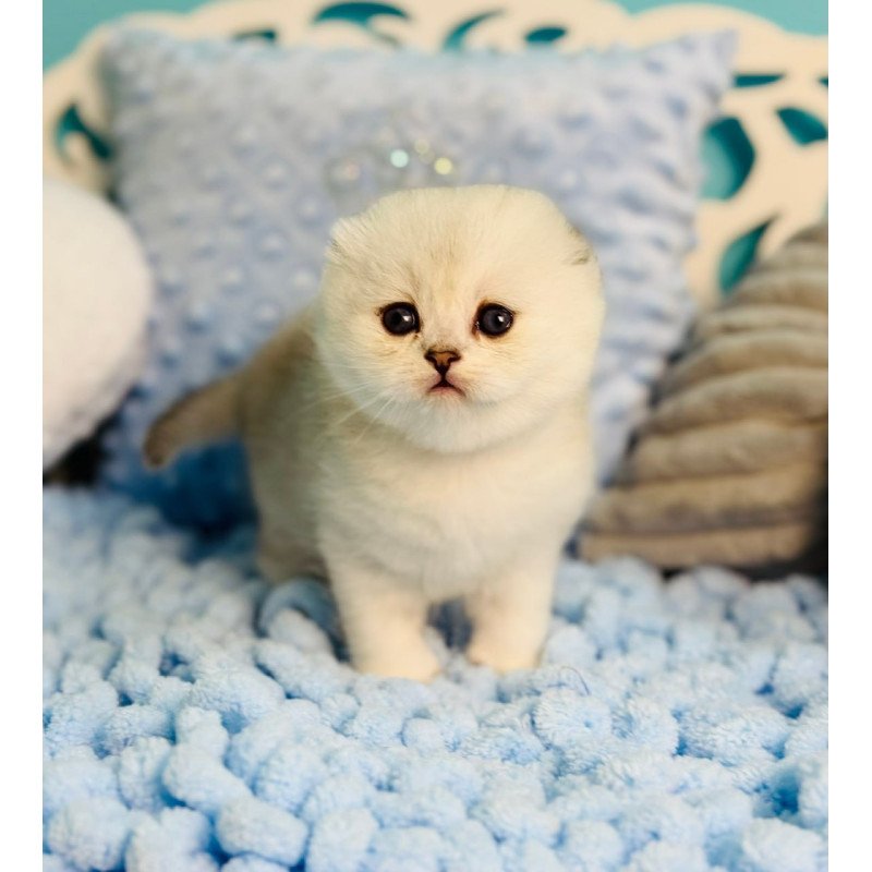Scottish Fluffy