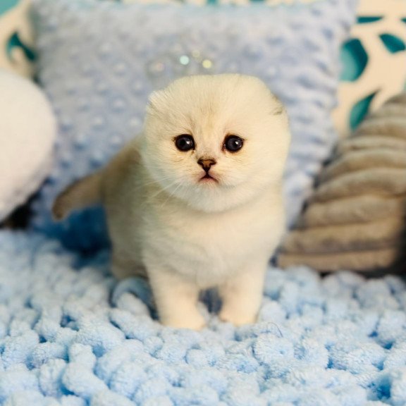 Scottish Fluffy