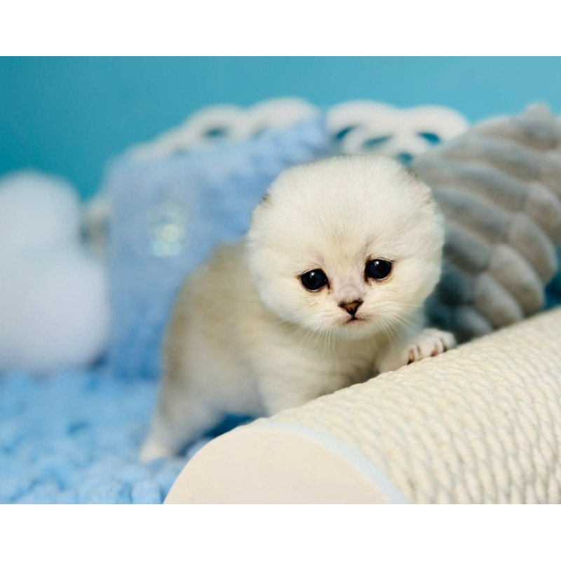 Scottish Fluffy