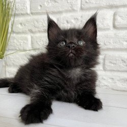 Maine Coon Julie