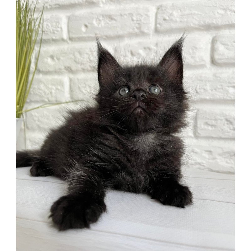 Maine Coon Julie