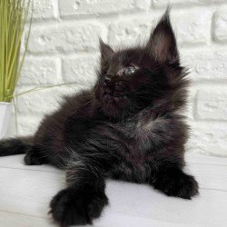 Maine Coon Julie
