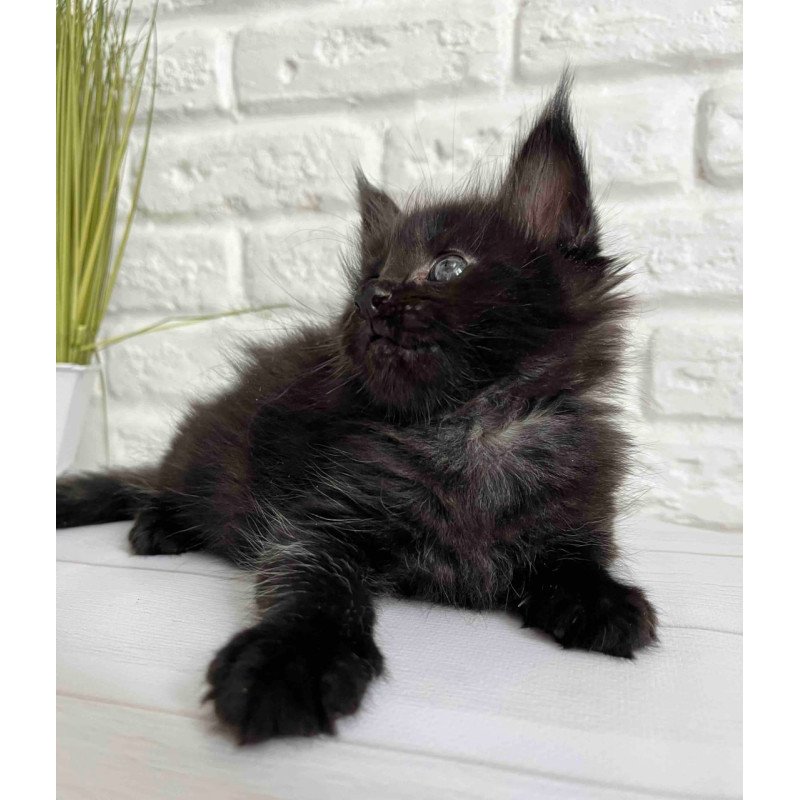 Maine Coon Julie