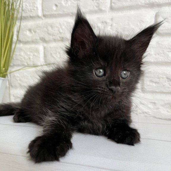 Maine Coon Julie