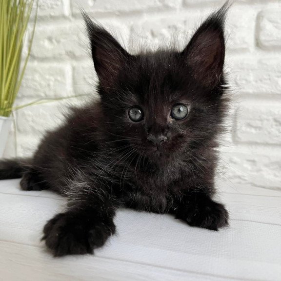 Maine Coon Julie