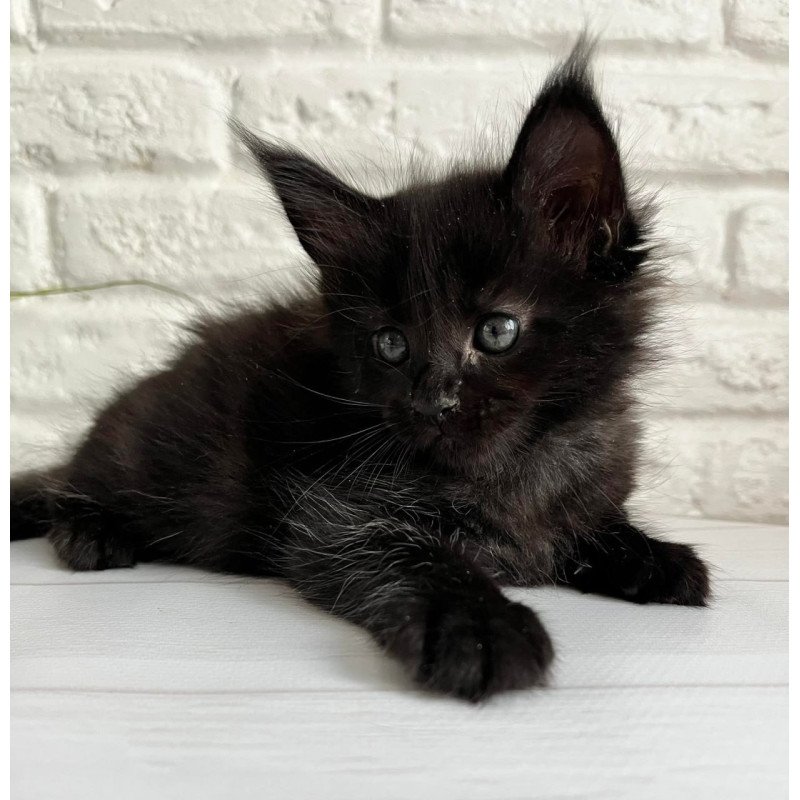 Maine Coon Julie