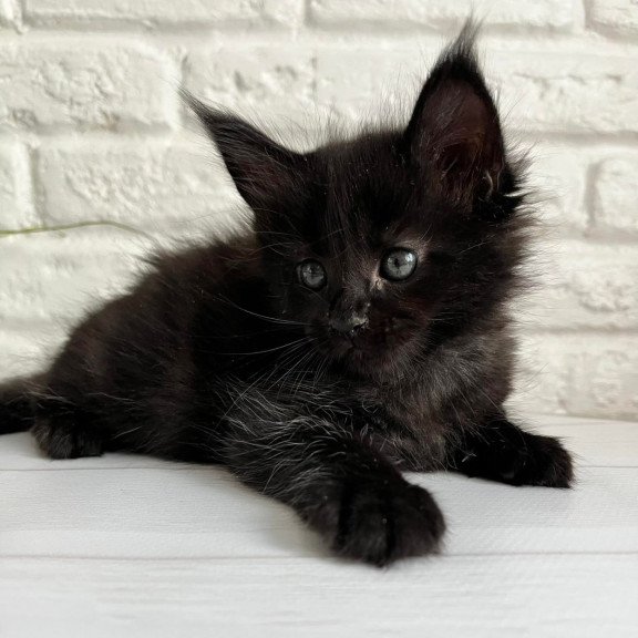 Maine Coon Julie
