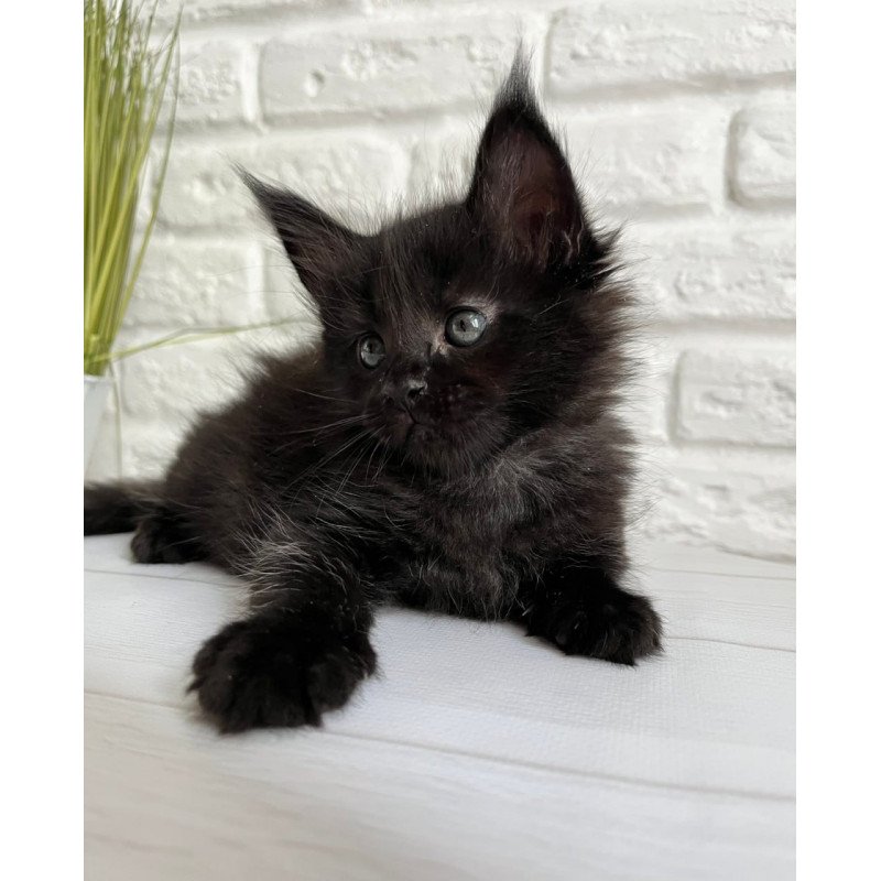 Maine Coon Julie