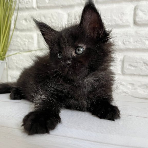 Maine Coon Julie