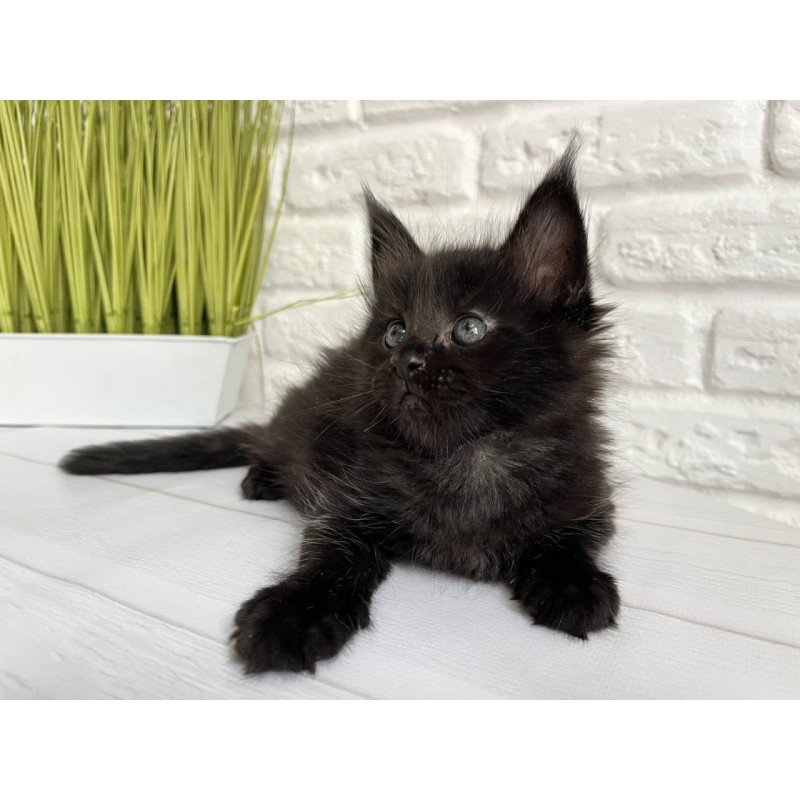 Maine Coon Julie