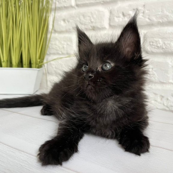 Maine Coon Julie