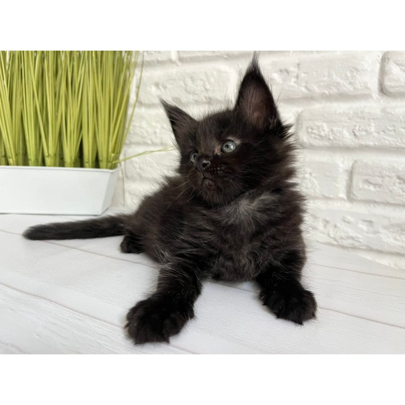 Maine Coon Julie