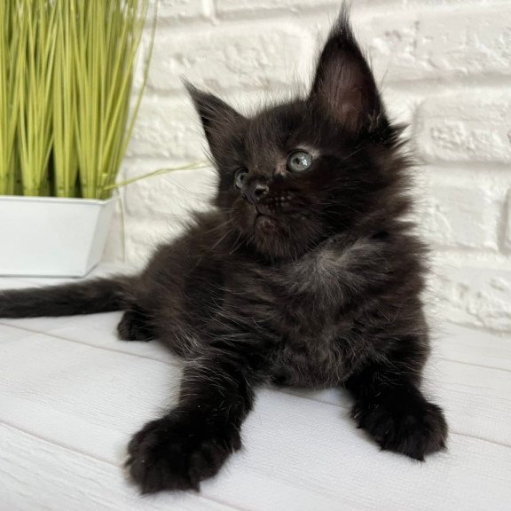 Maine Coon Julie